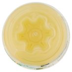 Parte inferiore planogramma