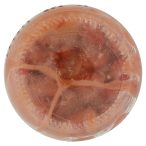 Parte inferiore planogramma