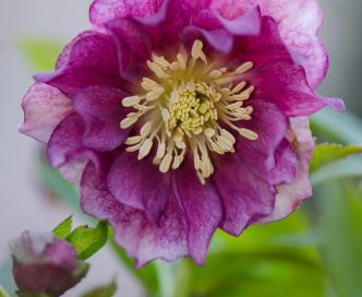 Un tocco di colore con l’elleboro