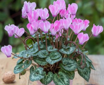 Lunga vita ai ciclamini