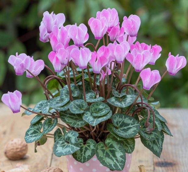 Girardinaggio.dic2025